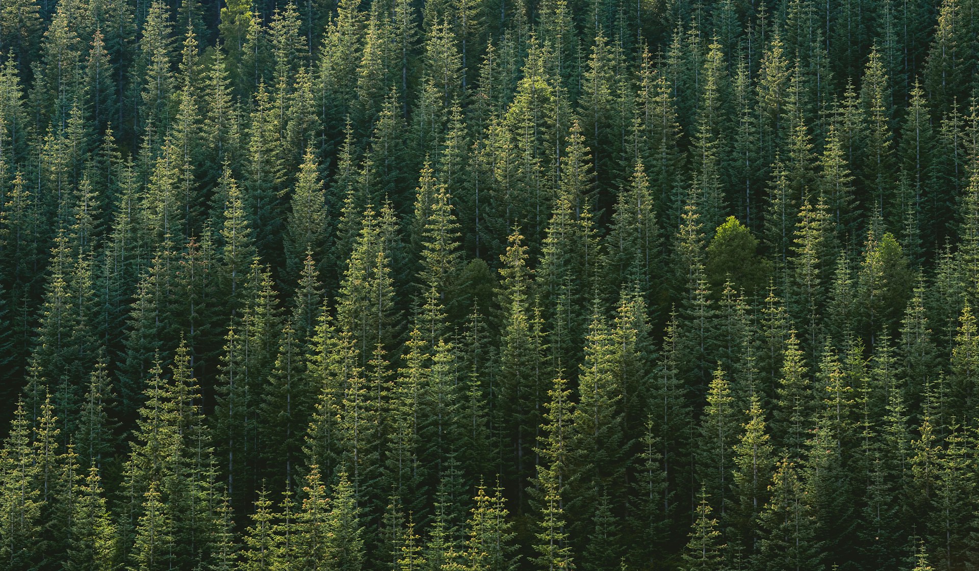 Sunlight crossing a dense hillside of green forest